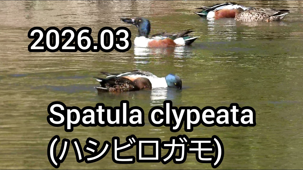 ハシビロガモ (Spatula clypeata) / Northern shoveler / 公園のカモ / 2026年3月
