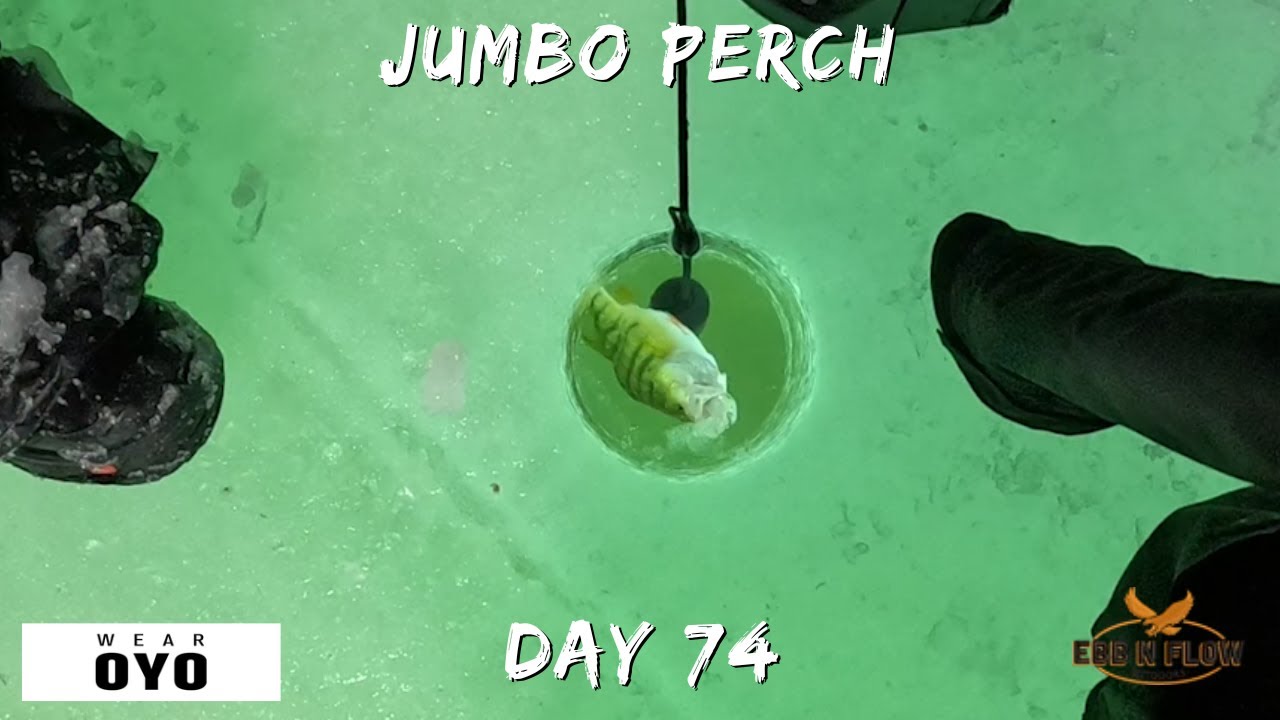 JUMBO PERCH | Catching Wawasee Perch on the ICE