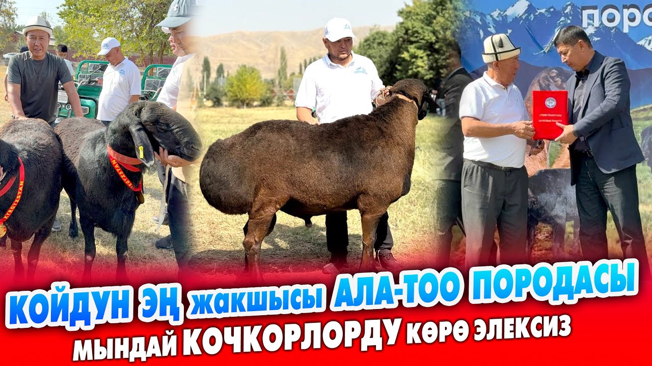 АЛА-ТОО породасындагы КОЙ КӨРГӨЗМӨ өтө КЫЗУУ өттү ~ 3 млн сомдук ПРИЗ коюлду