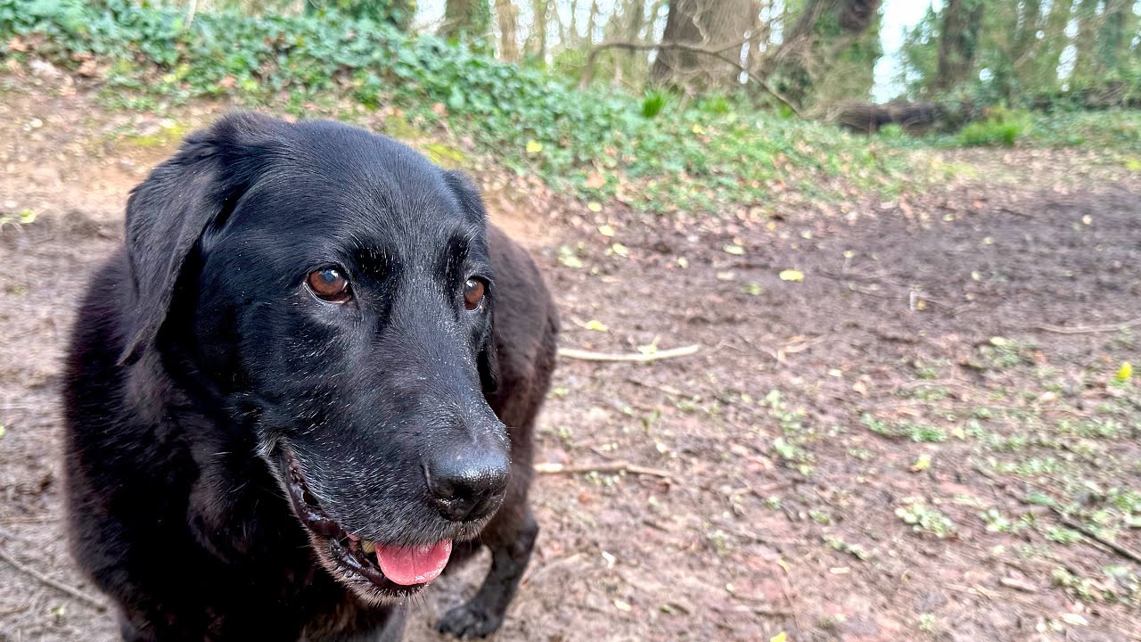 Live: Woodland Sounds by the Sea with Eve, My Black Labrador 🐾🌊