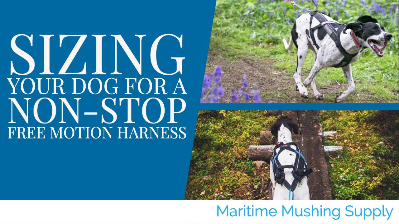 Non-Stop Free Motion Harness Sizing and Fitting