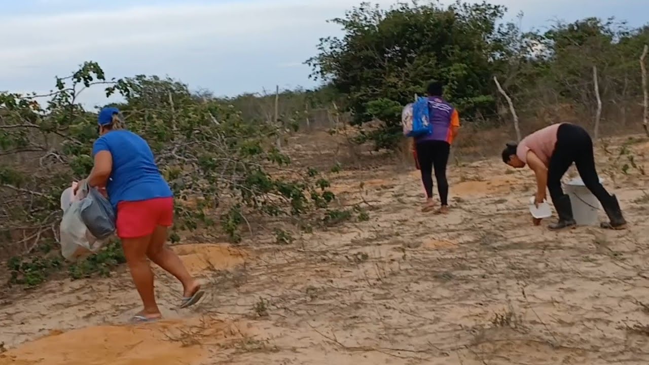 PEGANDO TANAJURA NOS MORRINHOS NOVOS GUARÁCIABA DO NORTE TEM MUITA GENTE PEGANDO E TINHA BASTANTE.