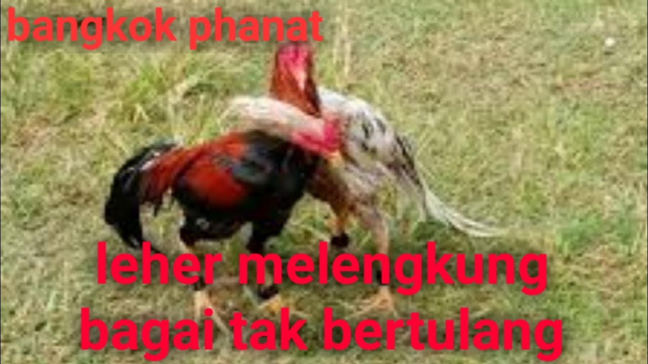 REVIEW!!! Ayam Bangkok Super Phanat / leher tak bertulang milik Mas Endri Ganjuran