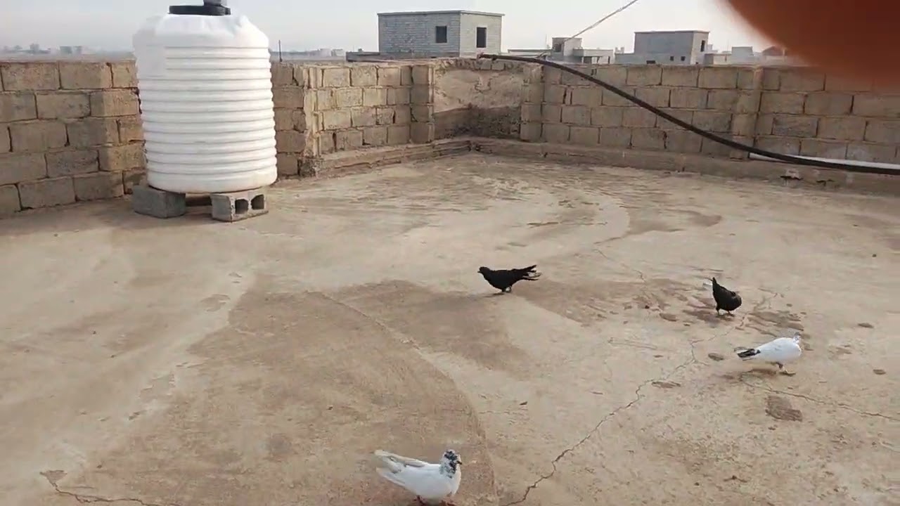 اخوان عذرونه عن النگطاع وصلتنه وجبه فول زواجل🙀😂👌