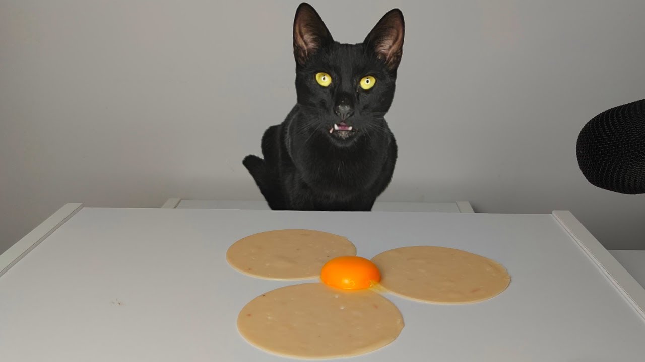 Cat eating Egg Yolk & Turkey Breast ASMR