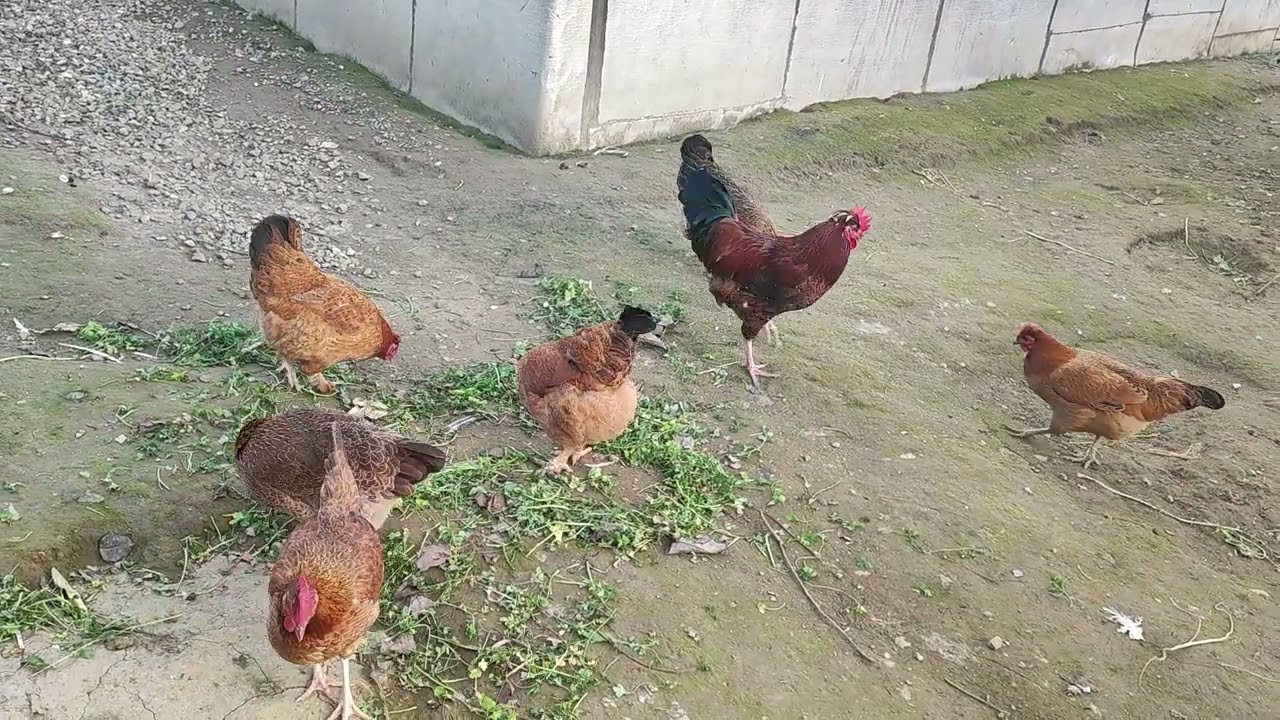 :🐓 Roosters & Rural Mornings