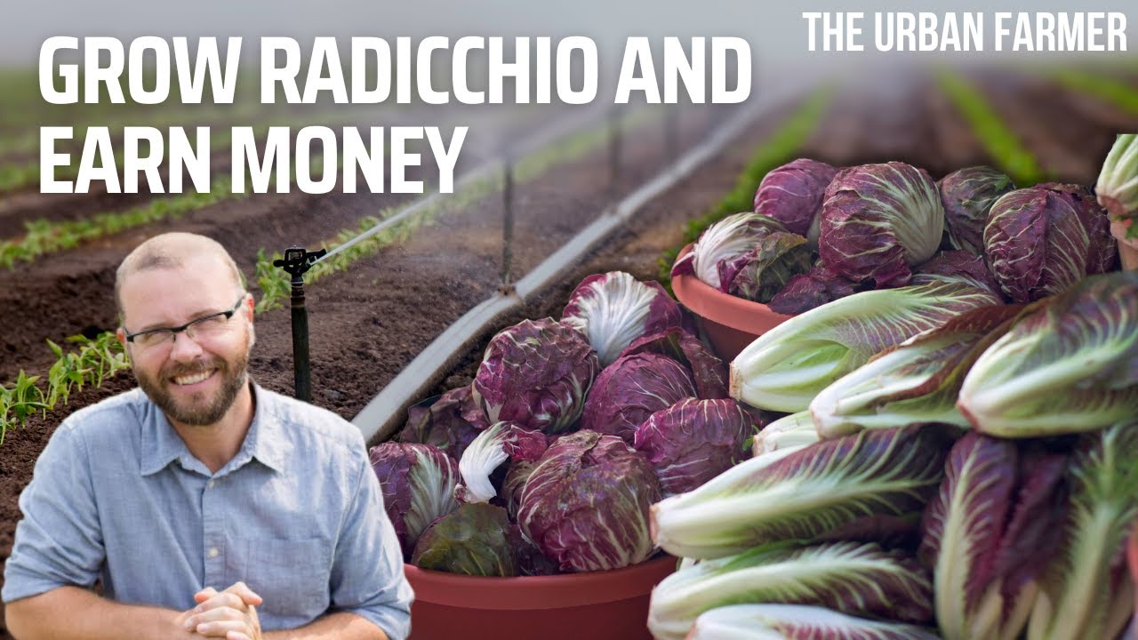 You can EARN money from Growing Radicchio!