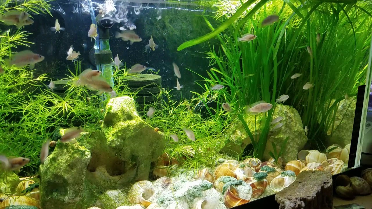 Neolamprologus multifasciatus 