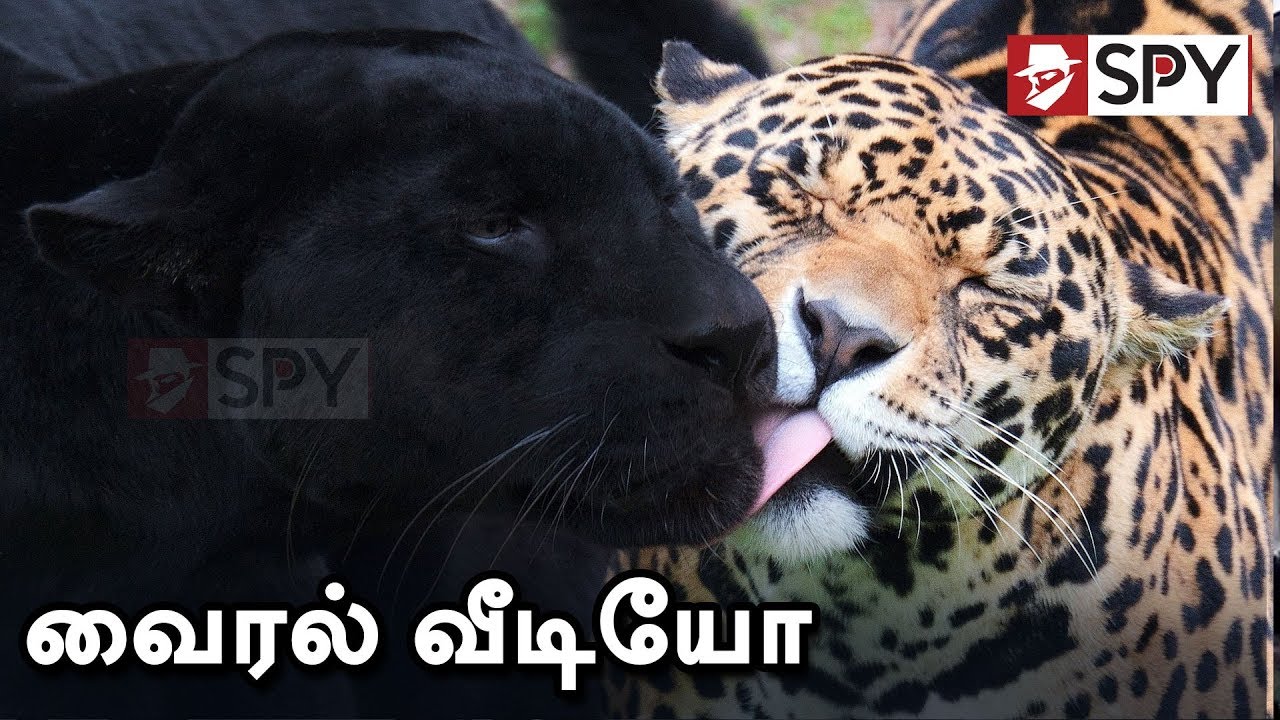 Brown Cheetah & Black Panther Hunting In Coonoor Forest | #WildAnimals #Viral Video #HuntingVideo