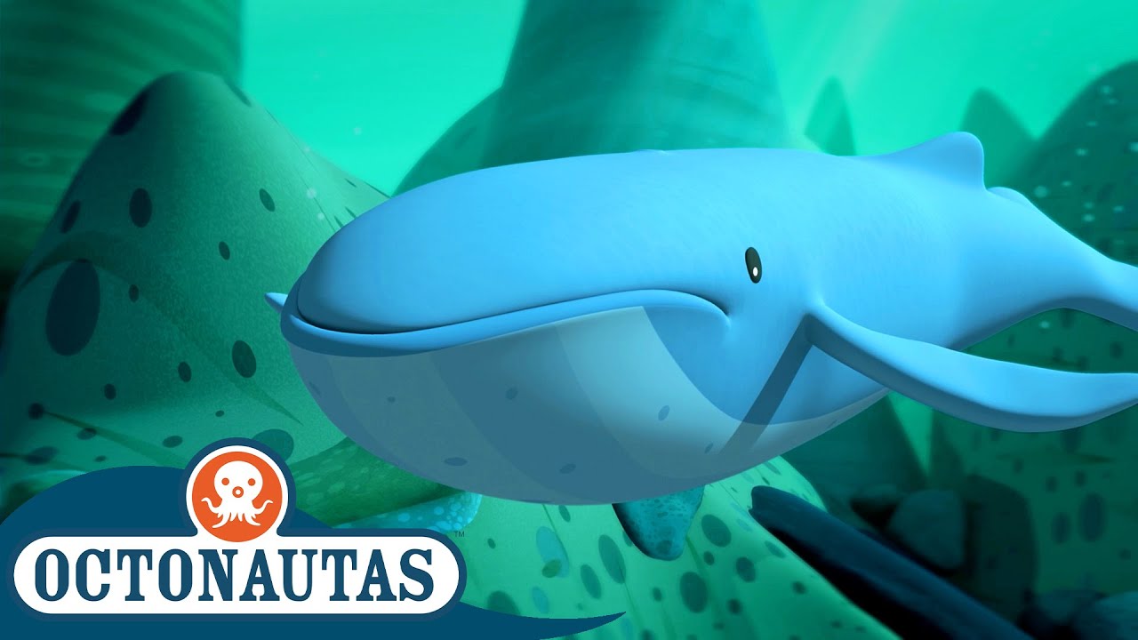 Octonautas - 🐋 As Baleias Confusas 🐋 | Primeira Temporada | Episódios inteiros