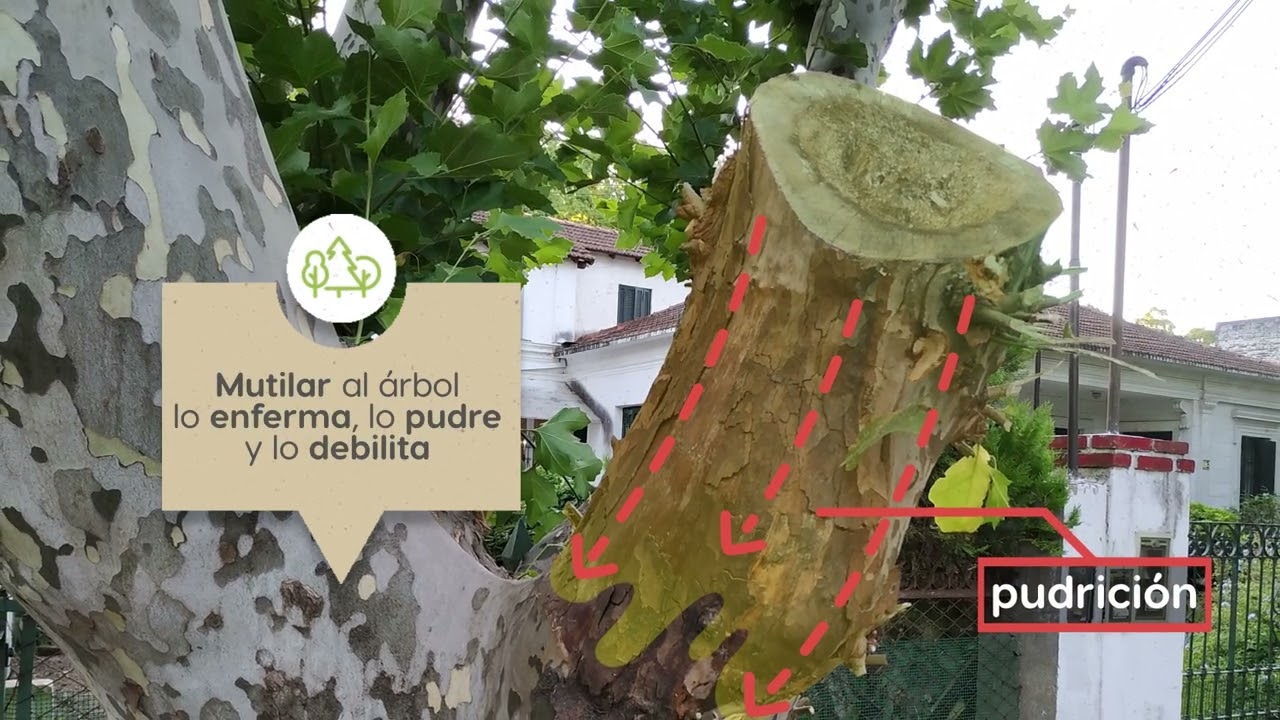 Spot: Poda del Arbolado urbano
