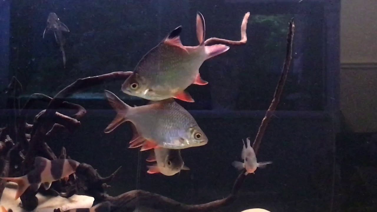 tinfoil barbs growing