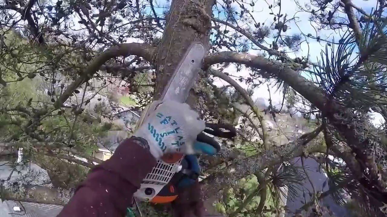 Pine Tree Removal