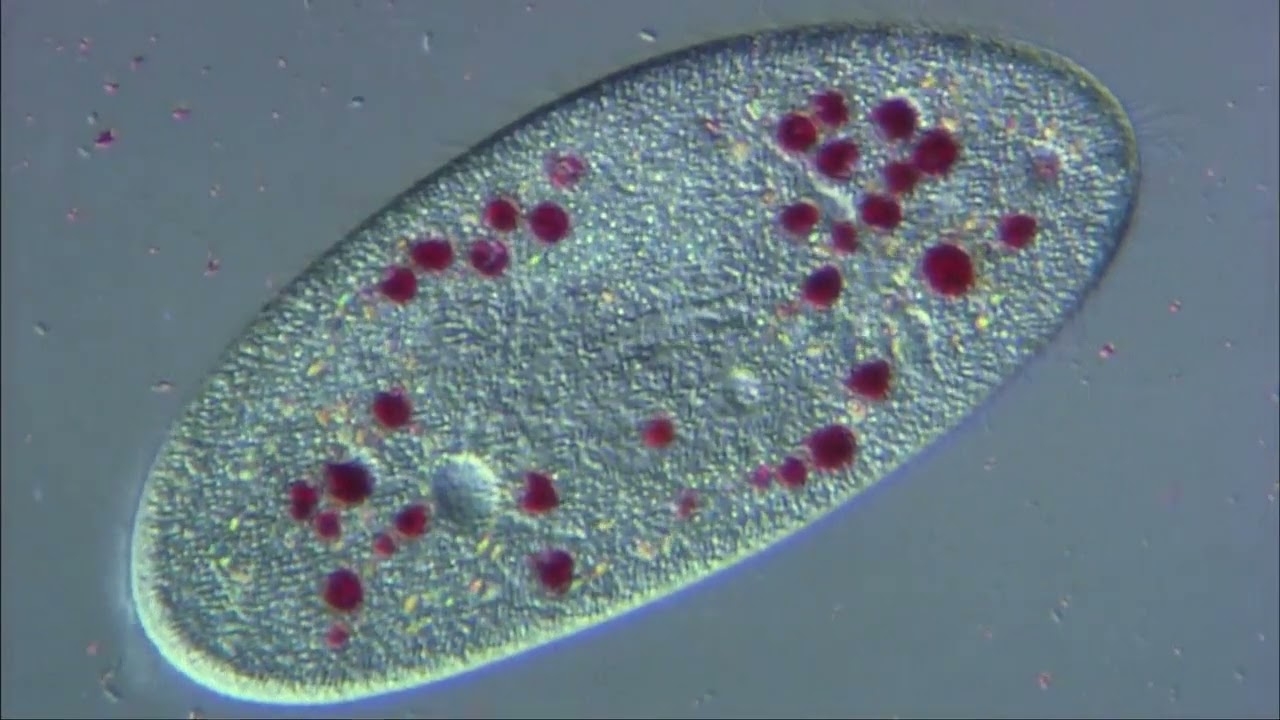 HIGH DEFINITION VIDEO　IMAGE OF PROTOZOA（FHD)