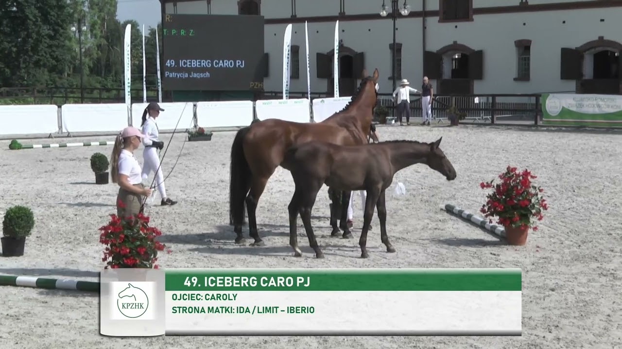 ICEBERG CARO PJ (Caroly- Ida / Limit - Iberio) filly 2022