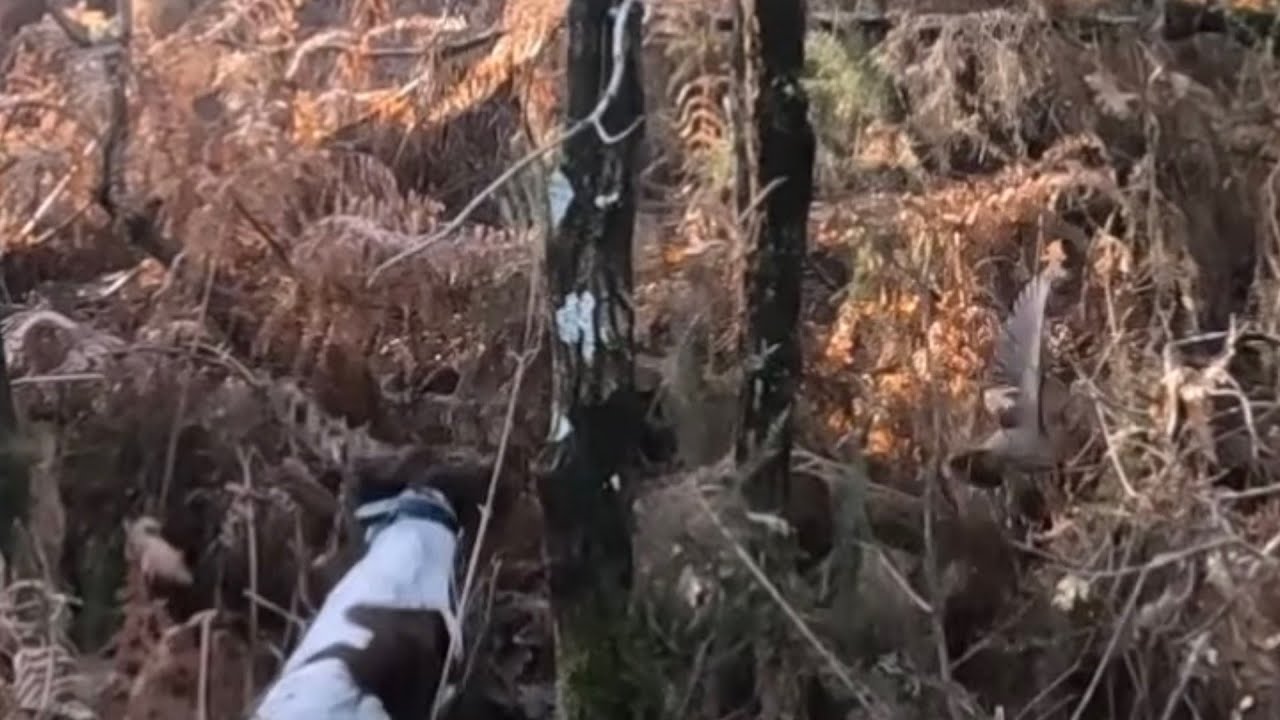 Chasse à la bécasse sakura épagneul breton 2025/2026