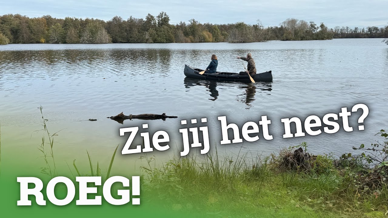 De zeearenden zijn terug 🪹 in de ROEG! vlog