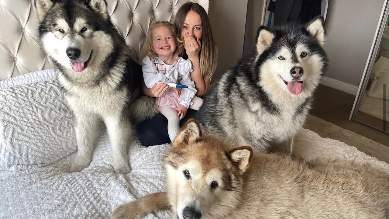 Our Morning Routine With Kids And Giant Dogs! The Hair Gets Everywhere! (So Cute!!)