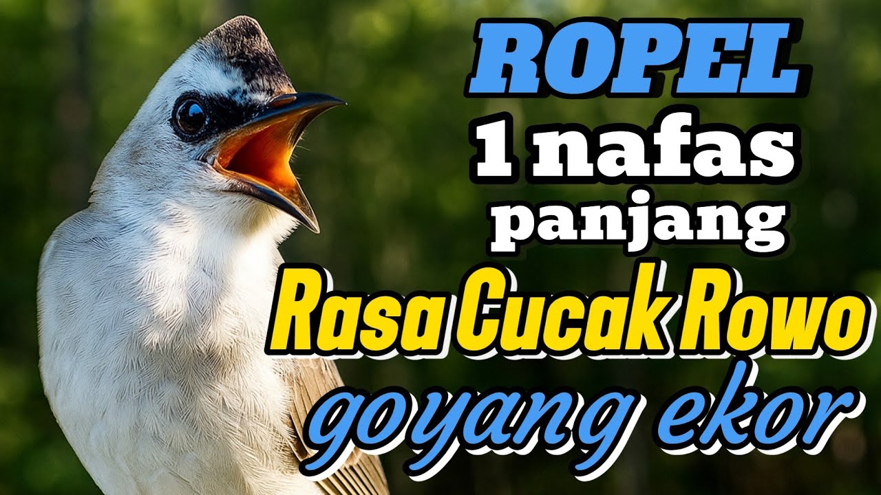 Burung trucukan gacor ropel 1 nafas panjang volume cucak rowo