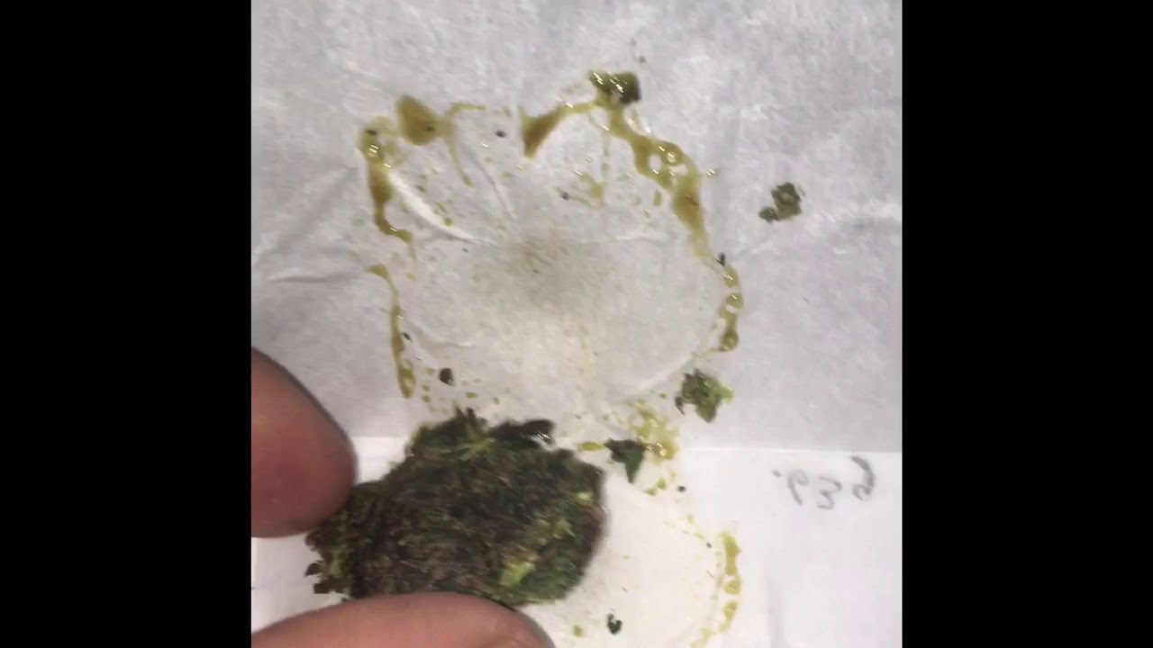 The rosin technique- solventless cannabis extraction GCC 2017