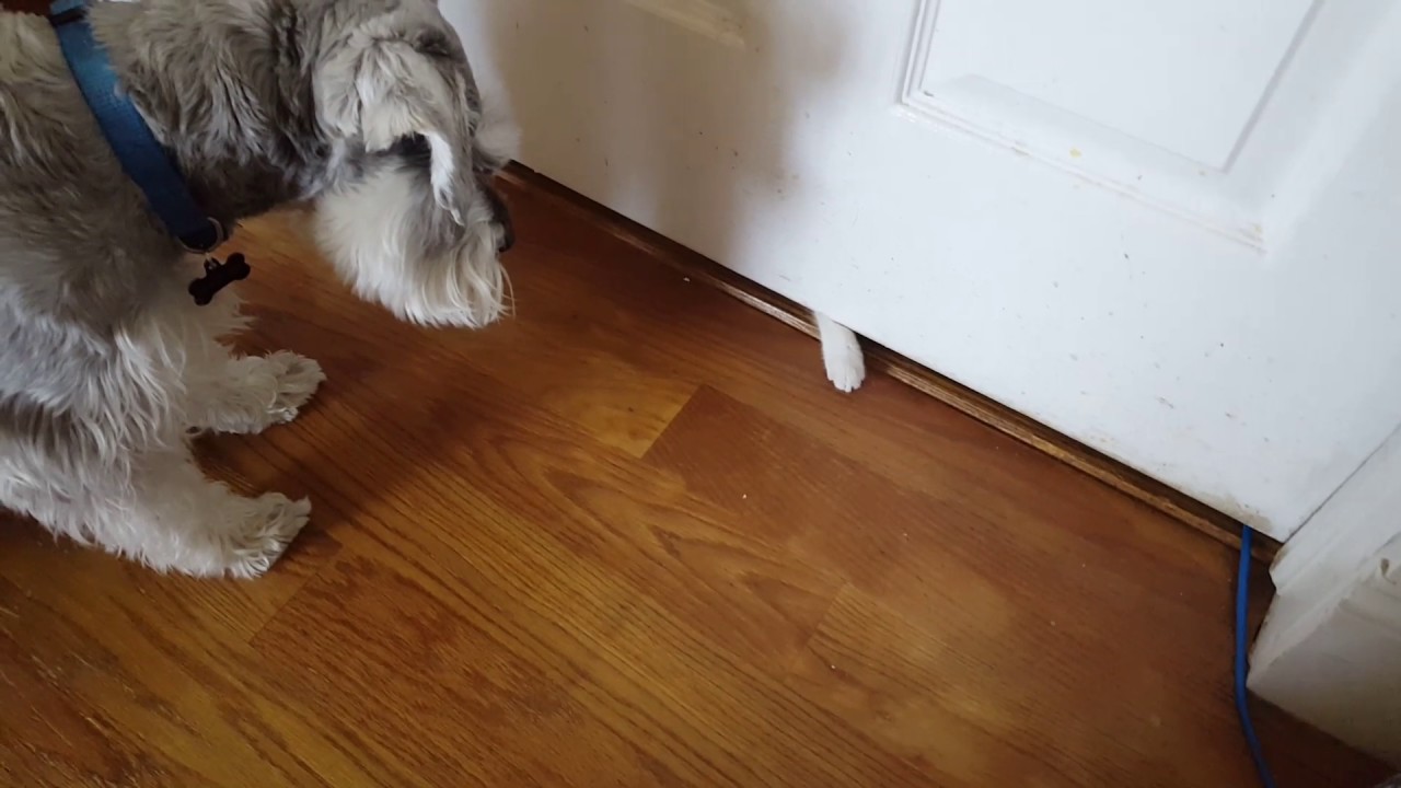 Too cute!  Mini Schnauzer meeting kitten for the first time!