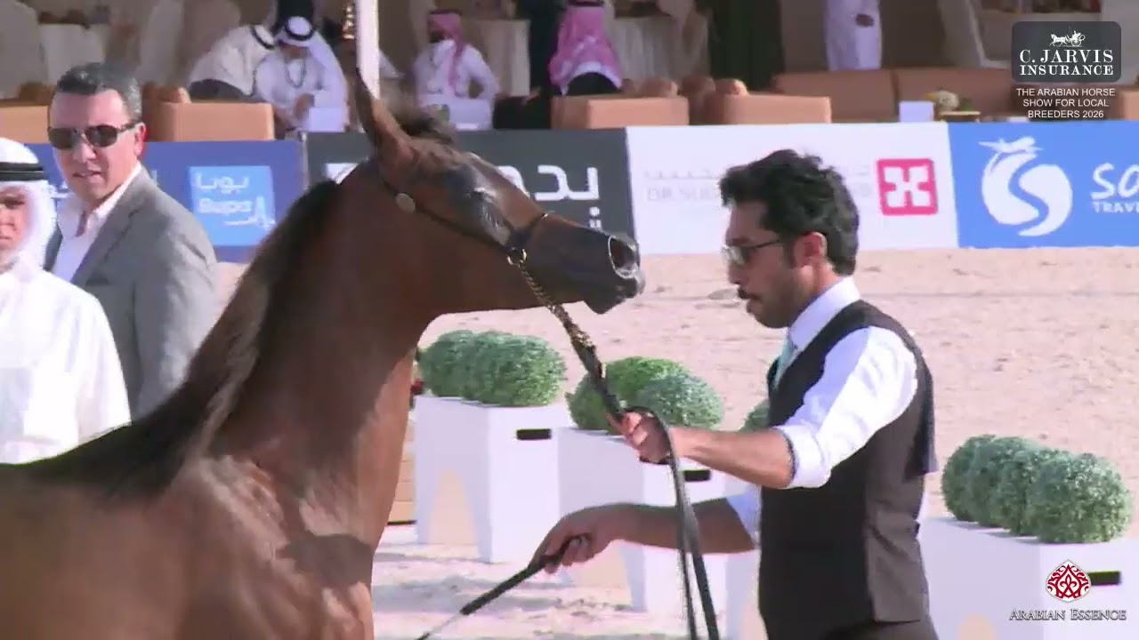 N 14 KAWWAKEB GHARNATAH   The Arabian Horse Show For Local Breeders 2026   Yearling Fillies