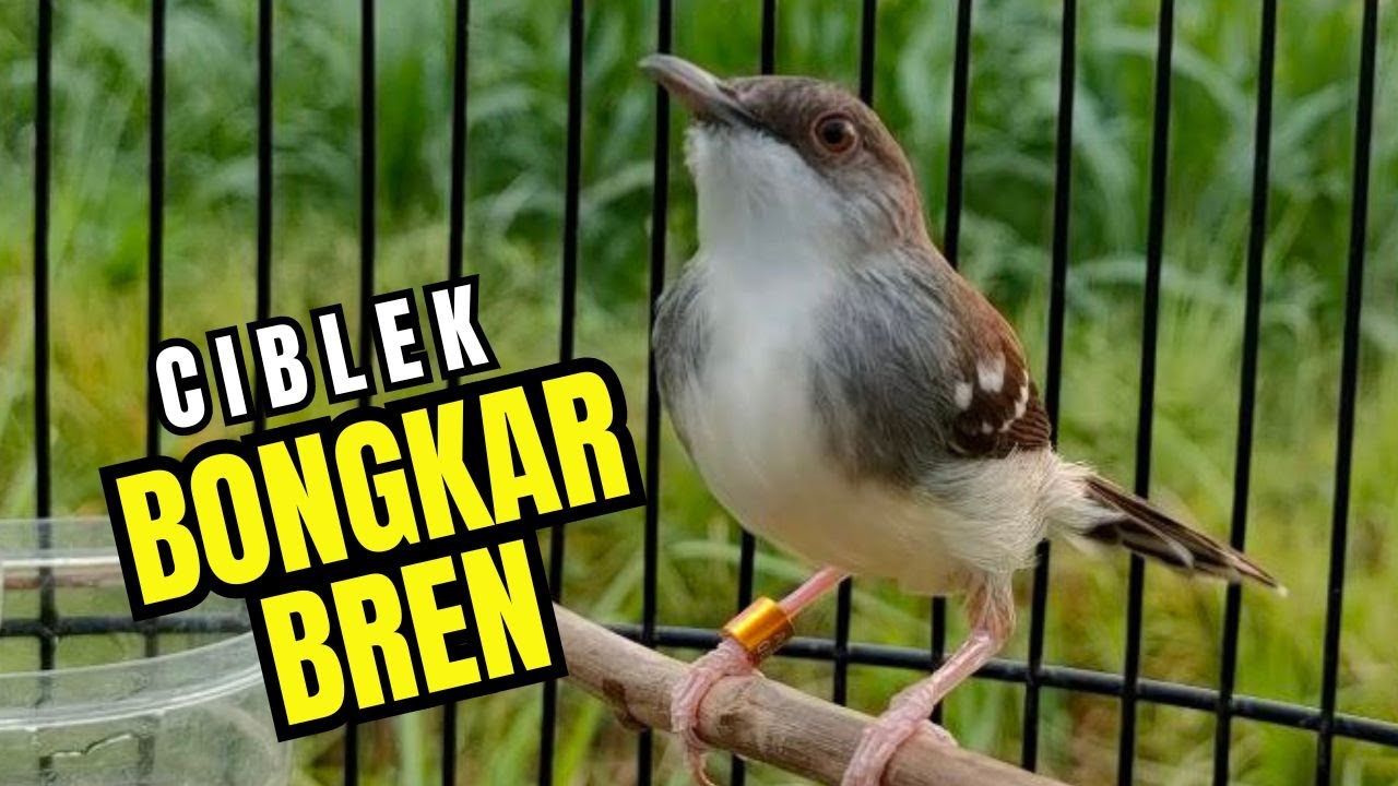 Masteran dan Terapi Ciblek Kristal, Pancingan Gacor Agar Burung Rajin Bunyi