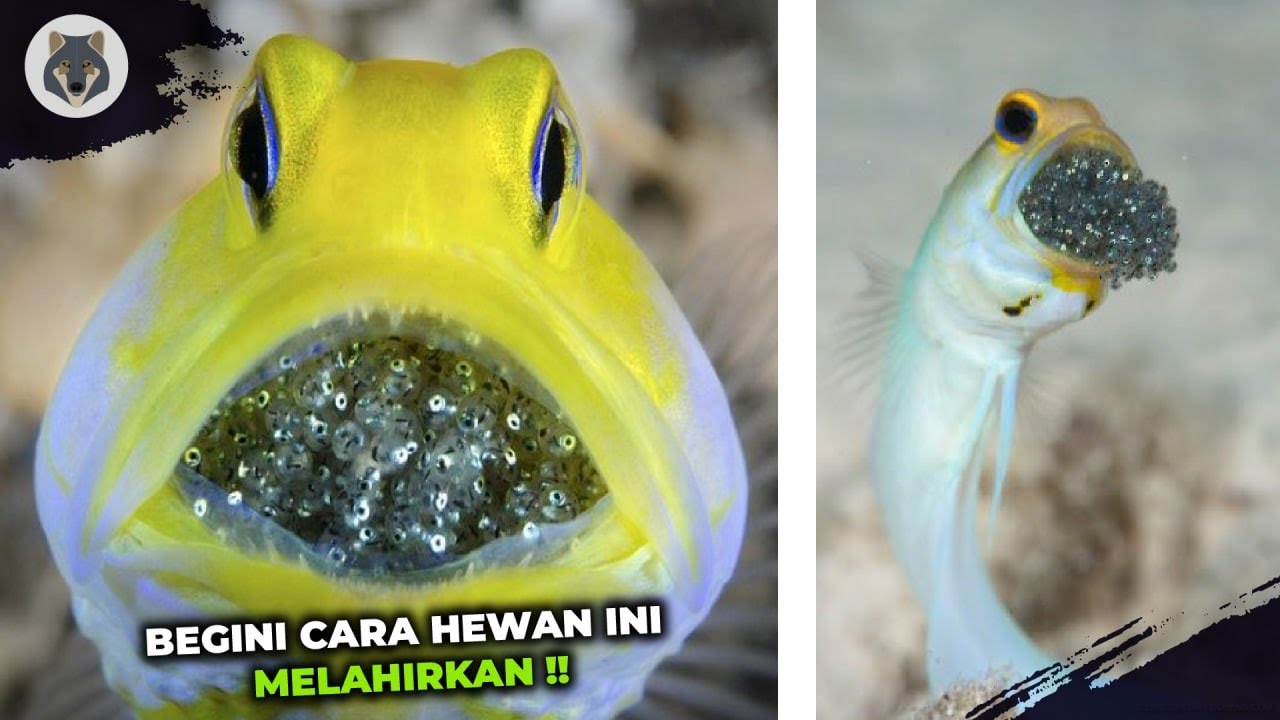 10 Proses Melahirkan Hewan Paling Unik dan Menarik di Dunia