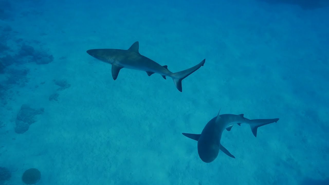 Mangō - Sharks of the Cook Islands