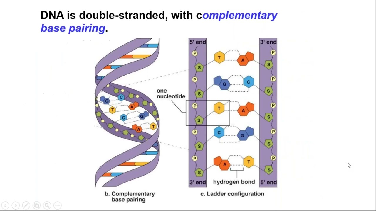 Biological Techniques DNA and protein based