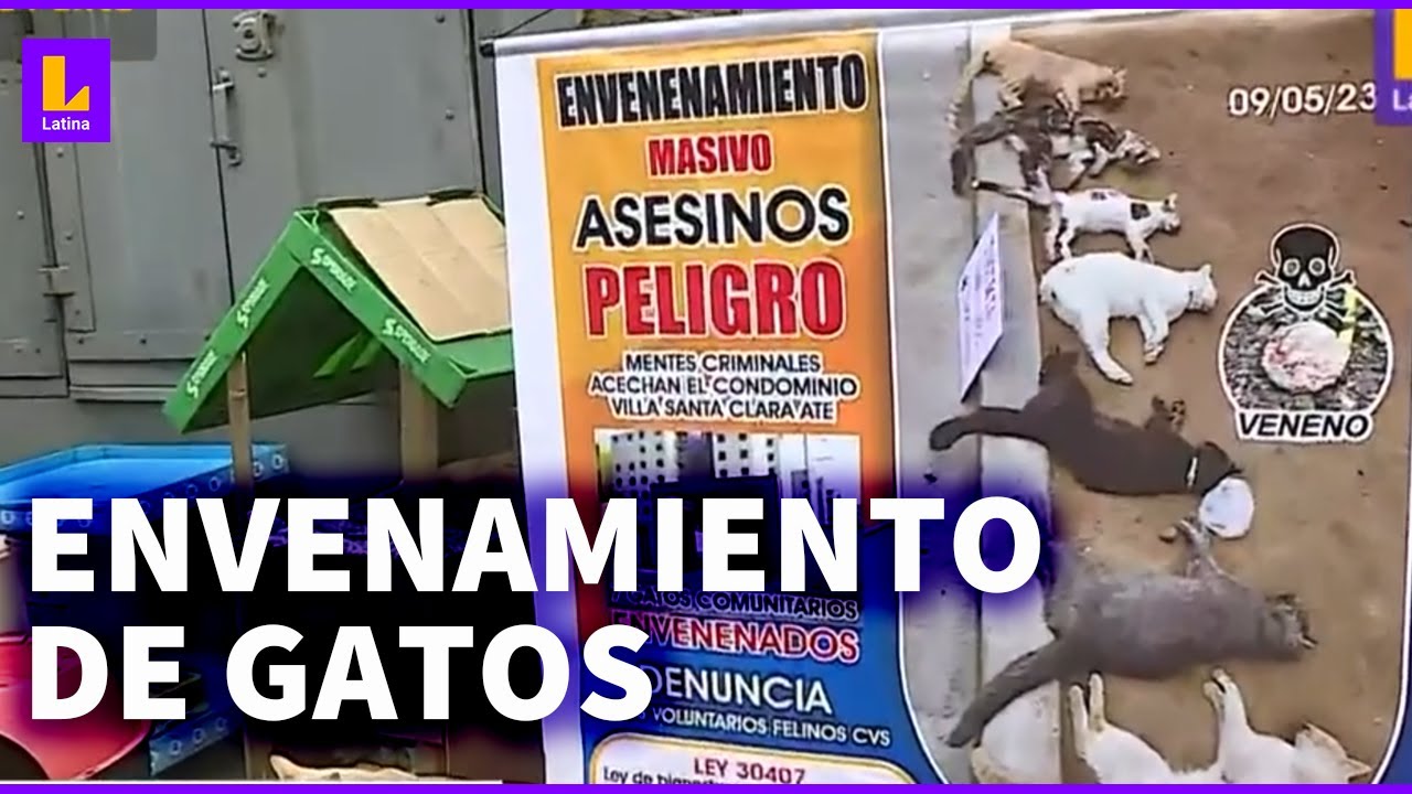 Envenenamiento masivo de gatos en Ate: 