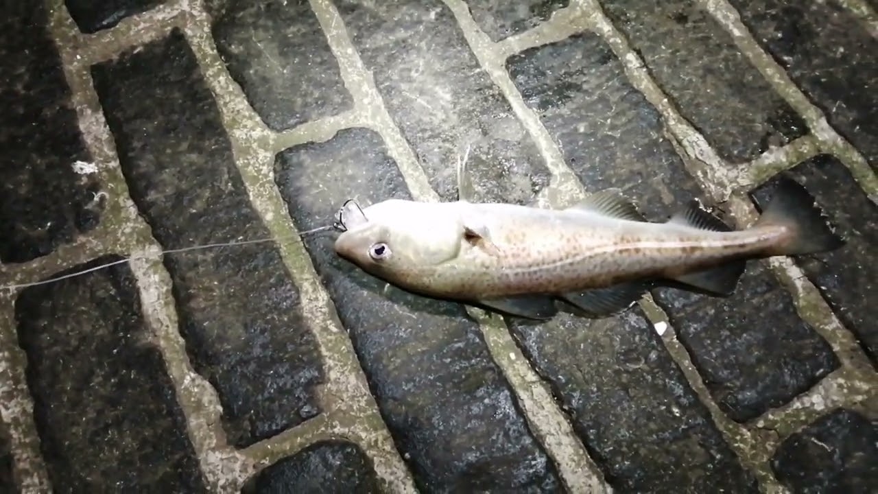 north east cod fishing from south shields pier uk sea fishing