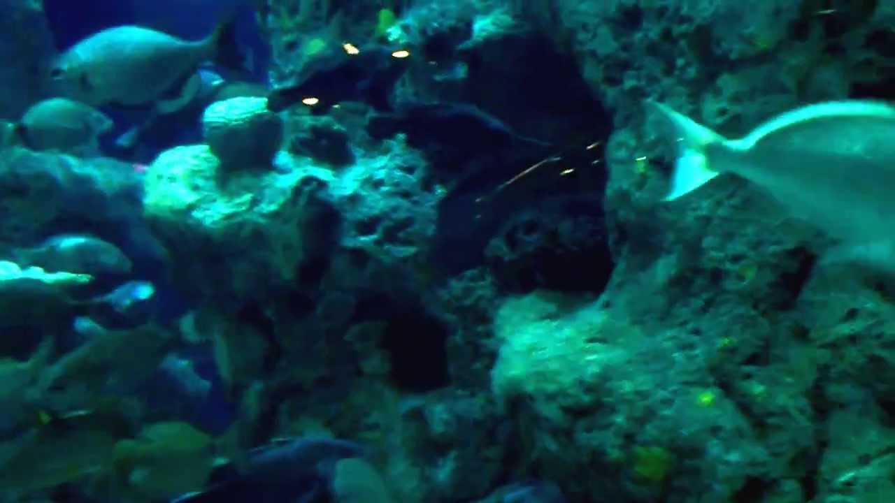 Aquarium Fish & Jellyfish with Relaxing Water Rumble Noise