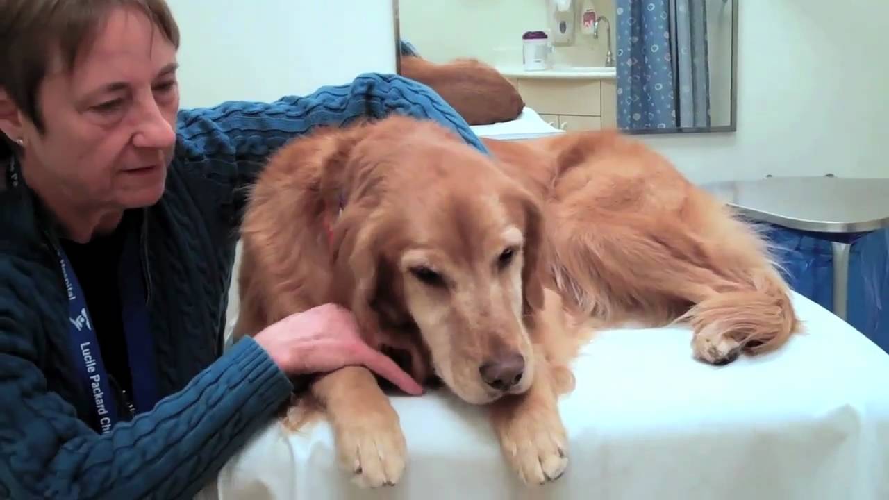 Golden Retriever Carly: Our hospital's most popular caregiver?