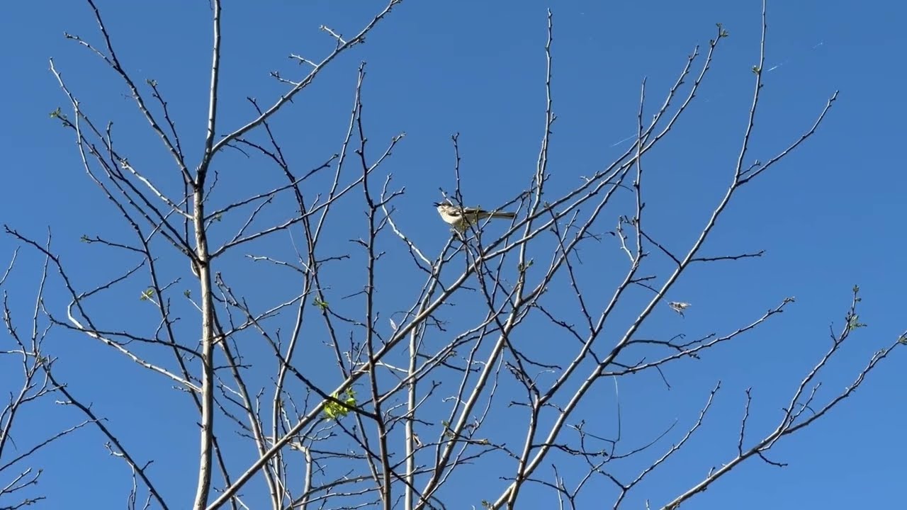 Birds and a Beautiful Song They Create