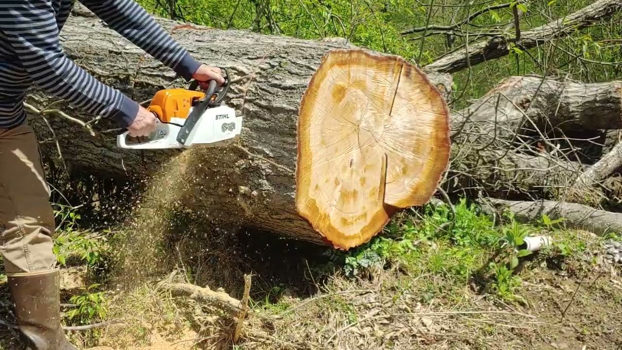 Stihl MS291 eating a GIANT tree
