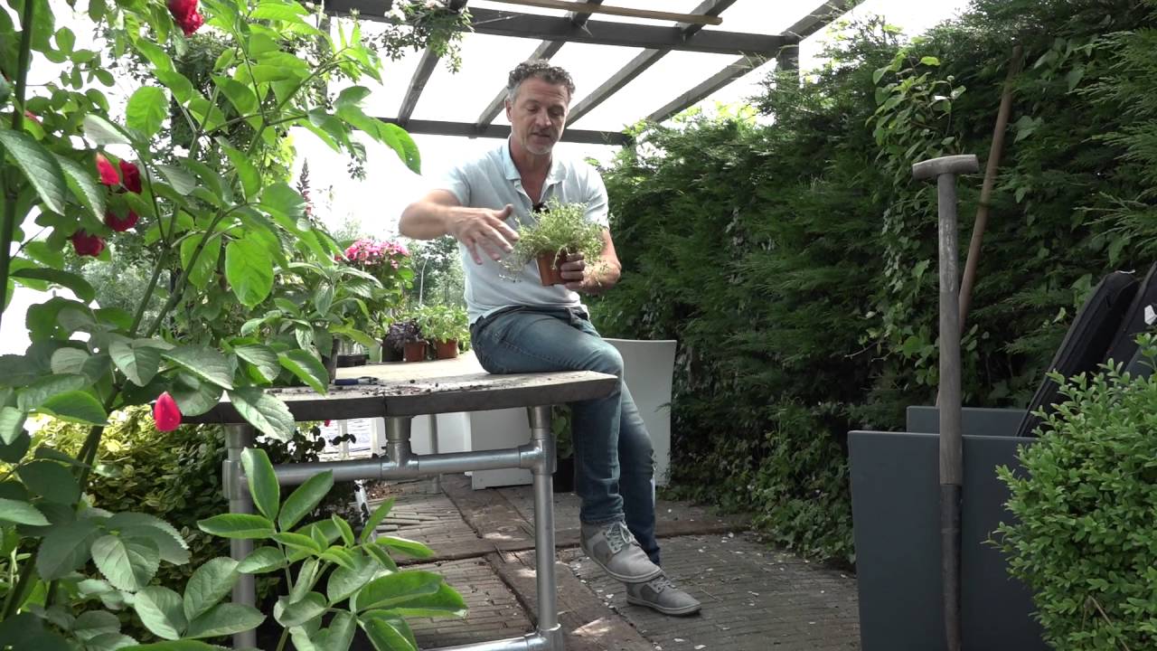 Kruiden in je tuin: Thijm of Thimus vulgaris