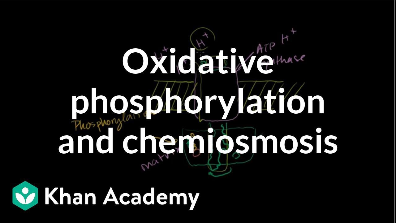 Oxidative Phosphorylation and Chemiosmosis