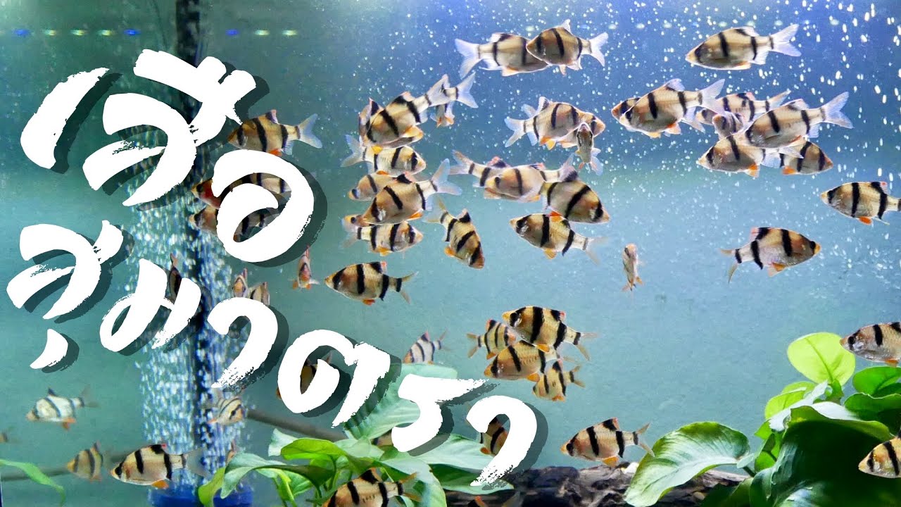 เสือสุมาตรา จะโหดขนาดไหน...อยู่กับใครได้ไหม มาดูกัน : พาเพลิน อะควาติก EP.4