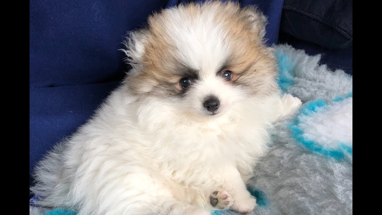 Ons nieuwe pomeranian puppy! | Danielle van Mierlo
