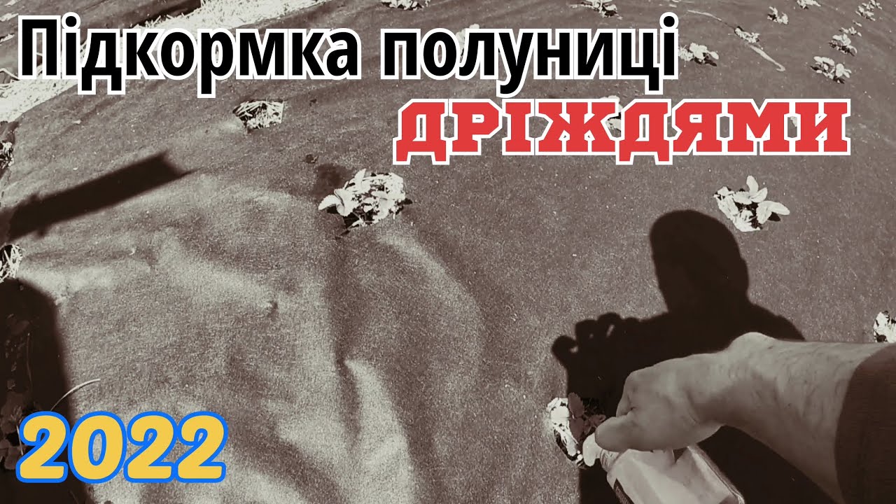 Підкормка клубніки дріжджами/Підкормка полуниці весною/Обробка полуниці весною/Полуниця в Україні