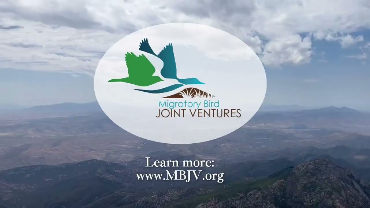 Introducing Migratory Bird Joint Ventures