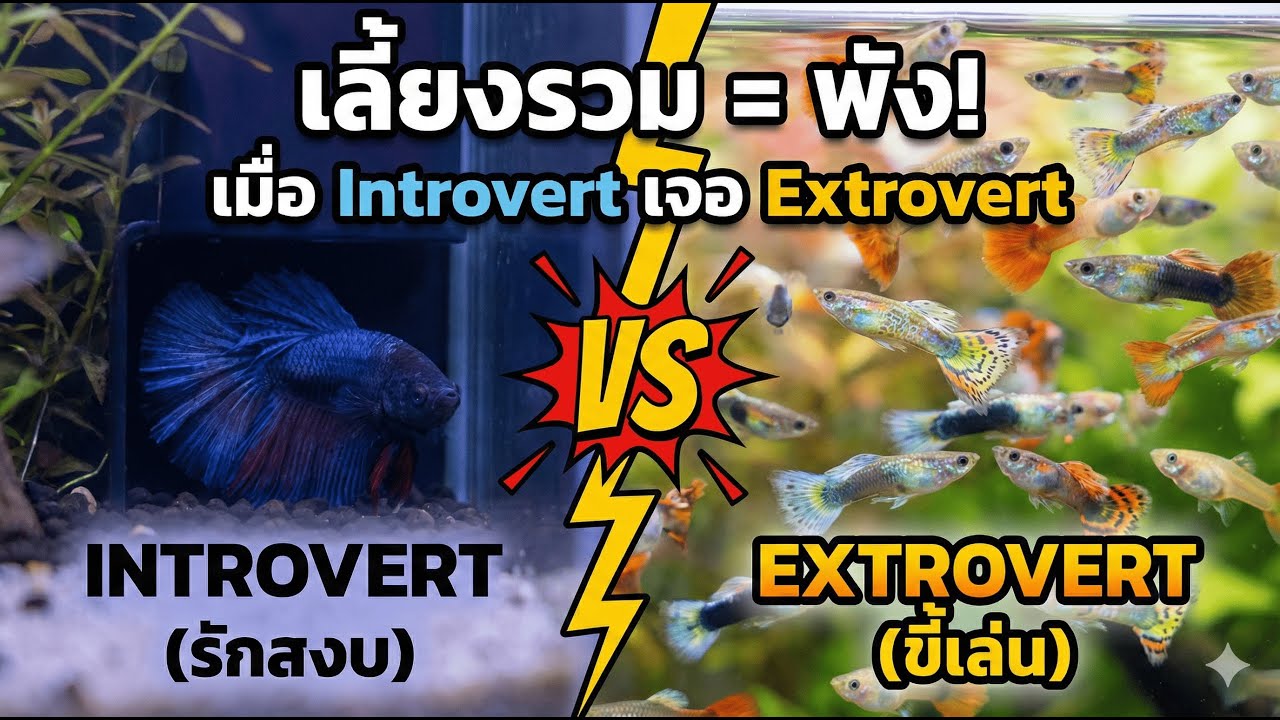 ปลากัด vs หางนกยูง: เลี้ยงรวมกันได้ไหม? คลิปนี้มีคำตอบ