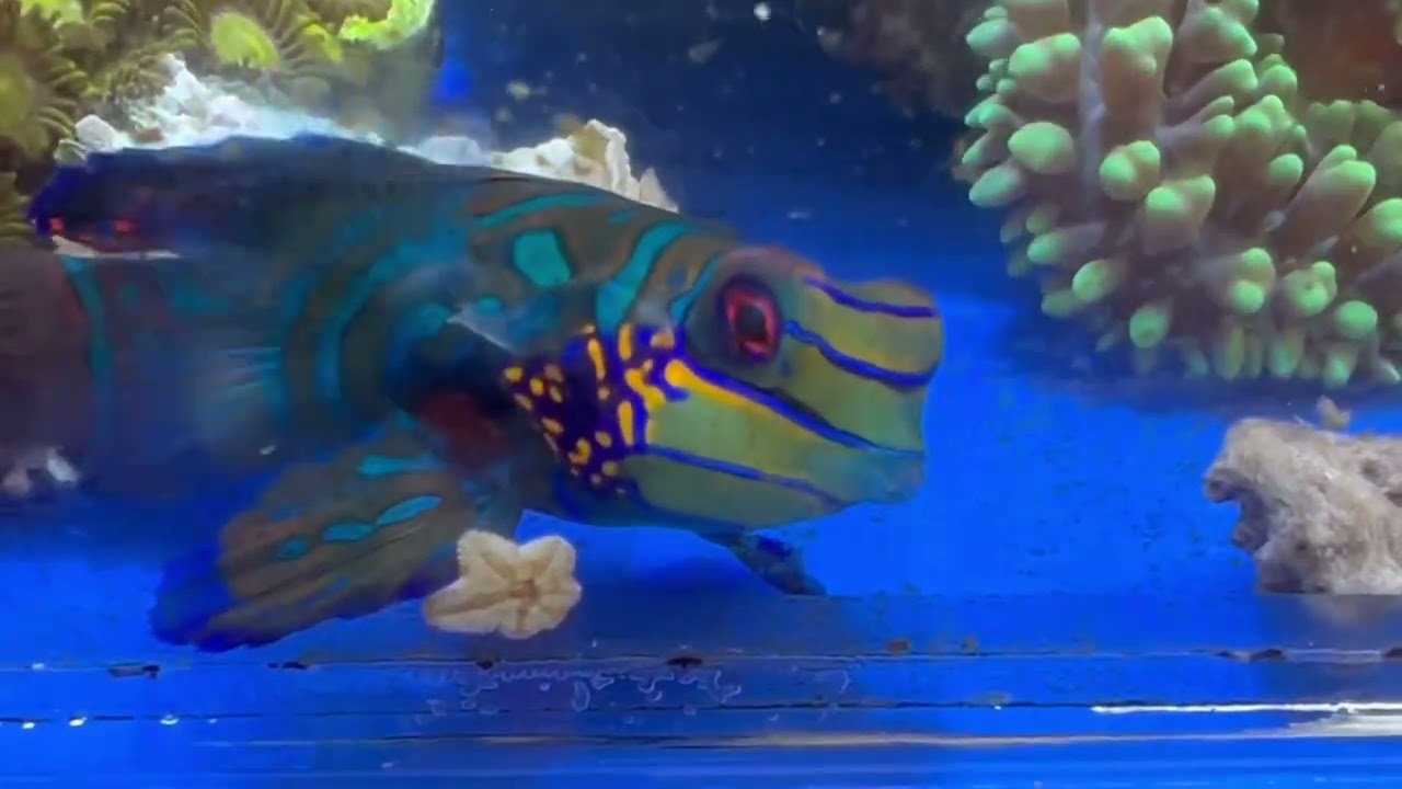 Pez mandarin / synchiropus splendidus