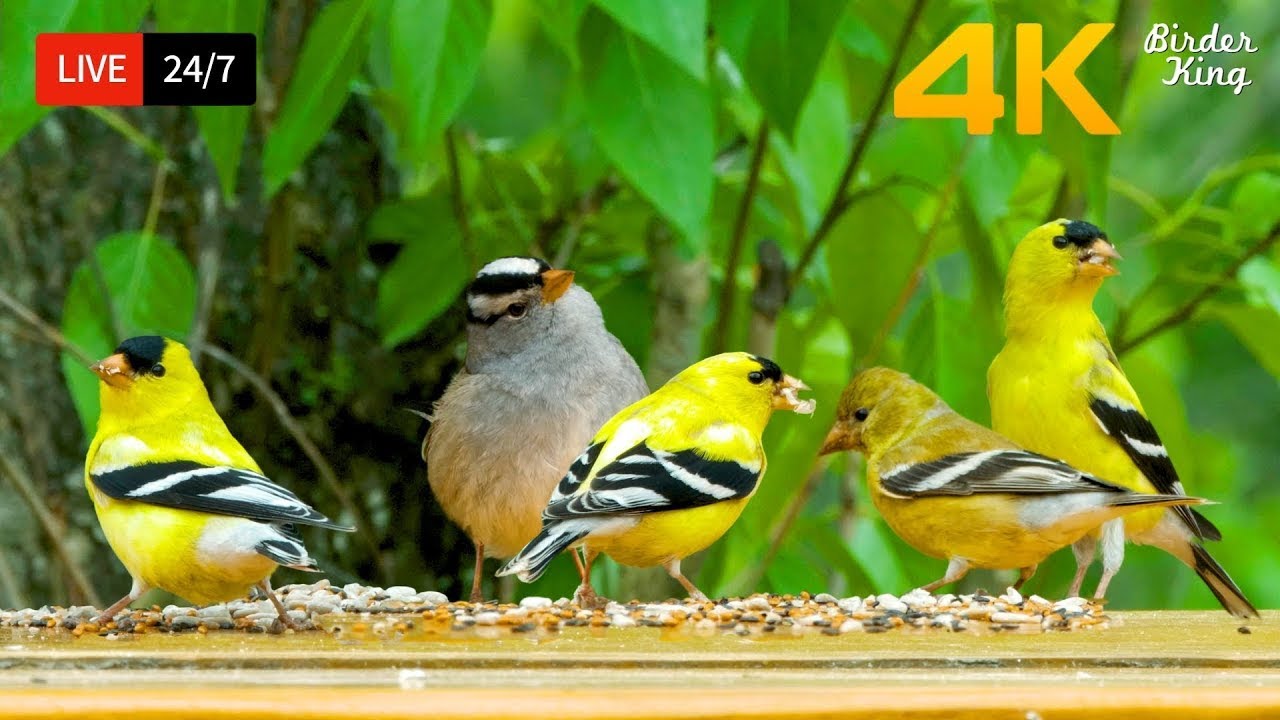 🔴 24/7 LIVE: Cat TV for Cats to Watch 😺 Cute Little Birds Squirrels 4K Cat Games
