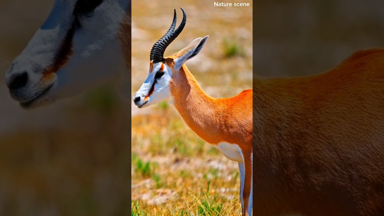 4k Animals World : Beautiful  Wildlife Animals  And Relaxing music 