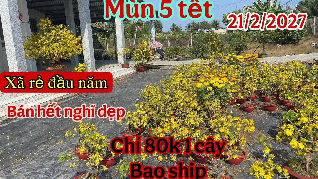 21/2/2027🌲vườn mai nông dân☎️0335949680 xã rẻ hết dọn vườn chỉ 80k 1 cây bao ship hơn 3 mùa