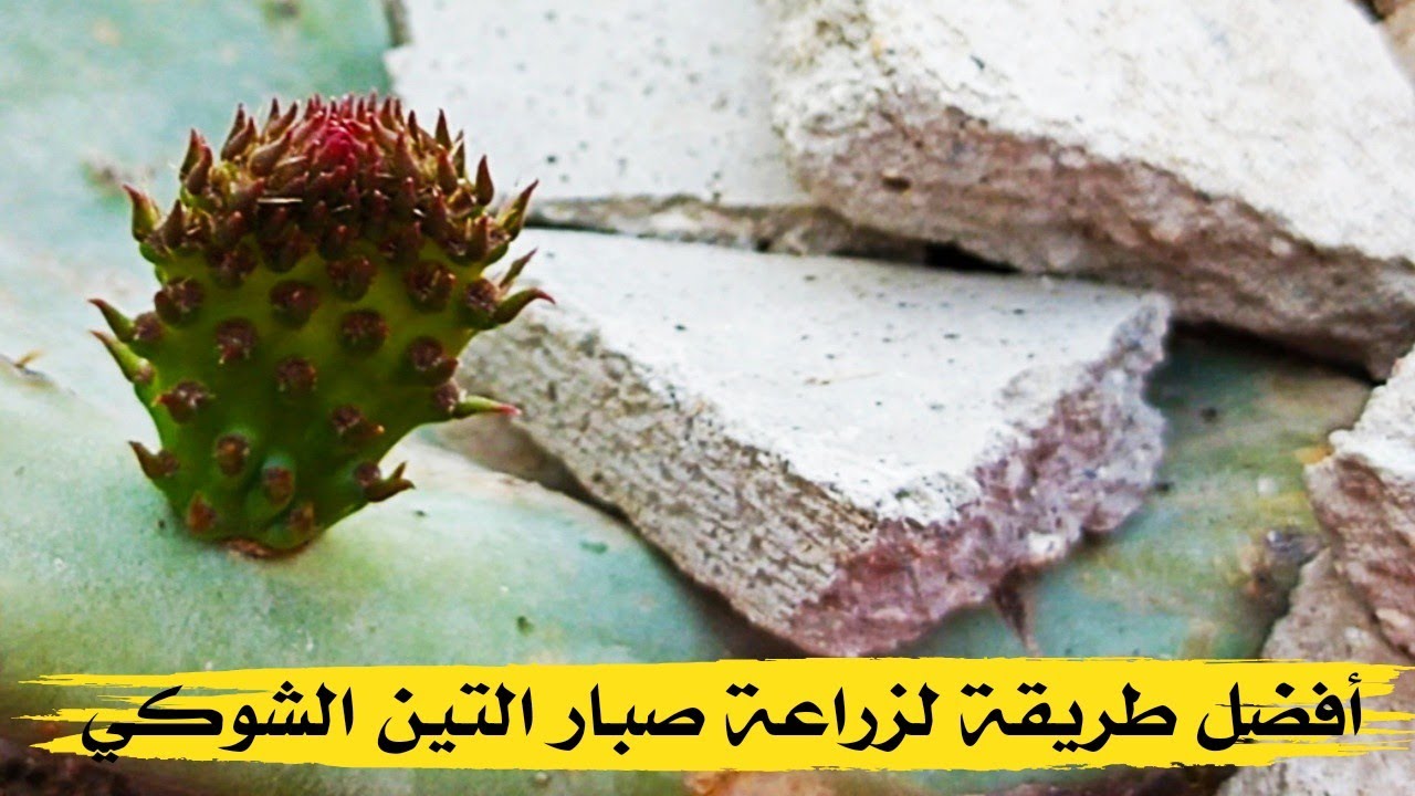 أفضل طريقة لزراعة صبار التين الشوكي ولماذا يتأخر أحيانا في إخراج البراعم الجديدة.