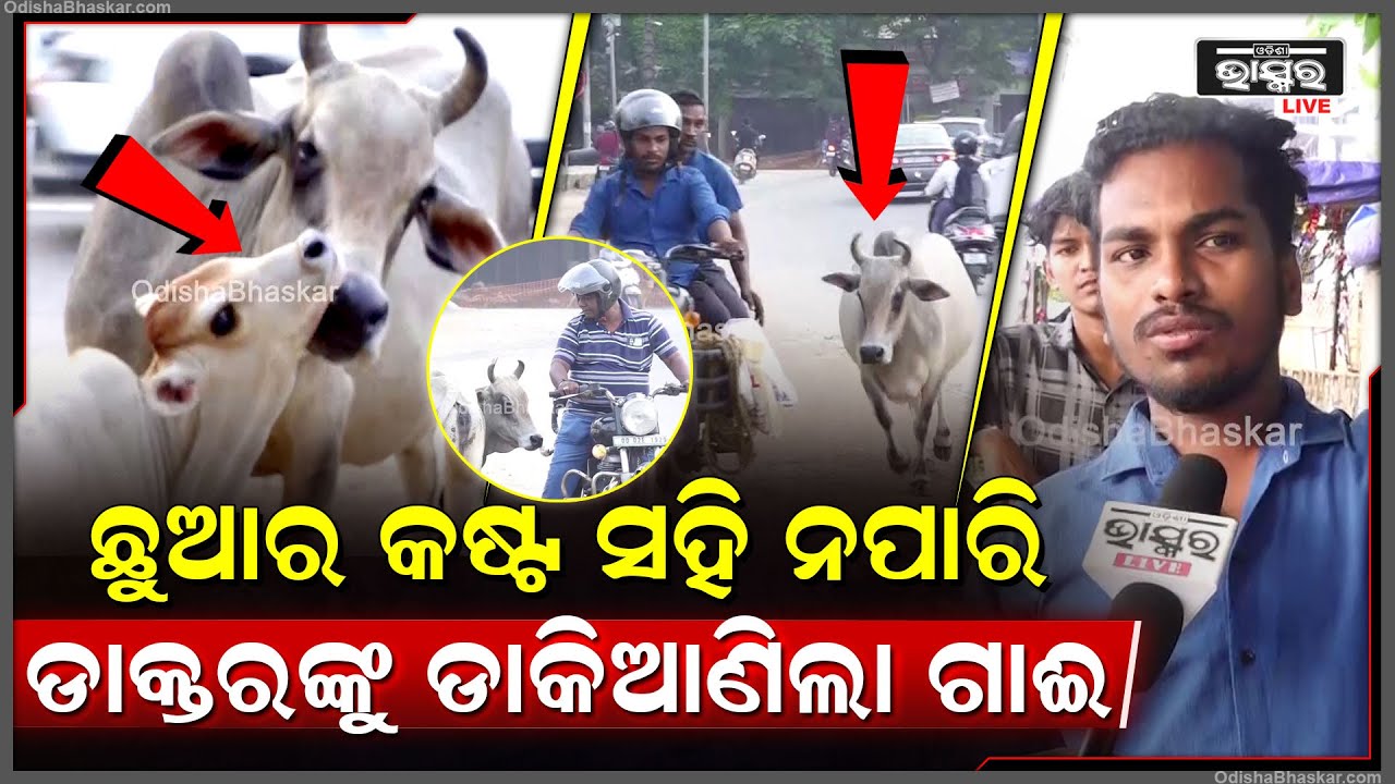ବିରଳ ଦୃଶ୍ୟ .. ବାଛୁରୀର କଷ୍ଟ ସହି ପାରିଲାନି ମାଆ ,ପଶୁ ଚିକିତ୍ସିକକୁ ରାସ୍ତାରୁ ଡାକିଆଣିଲା ଗାଈ