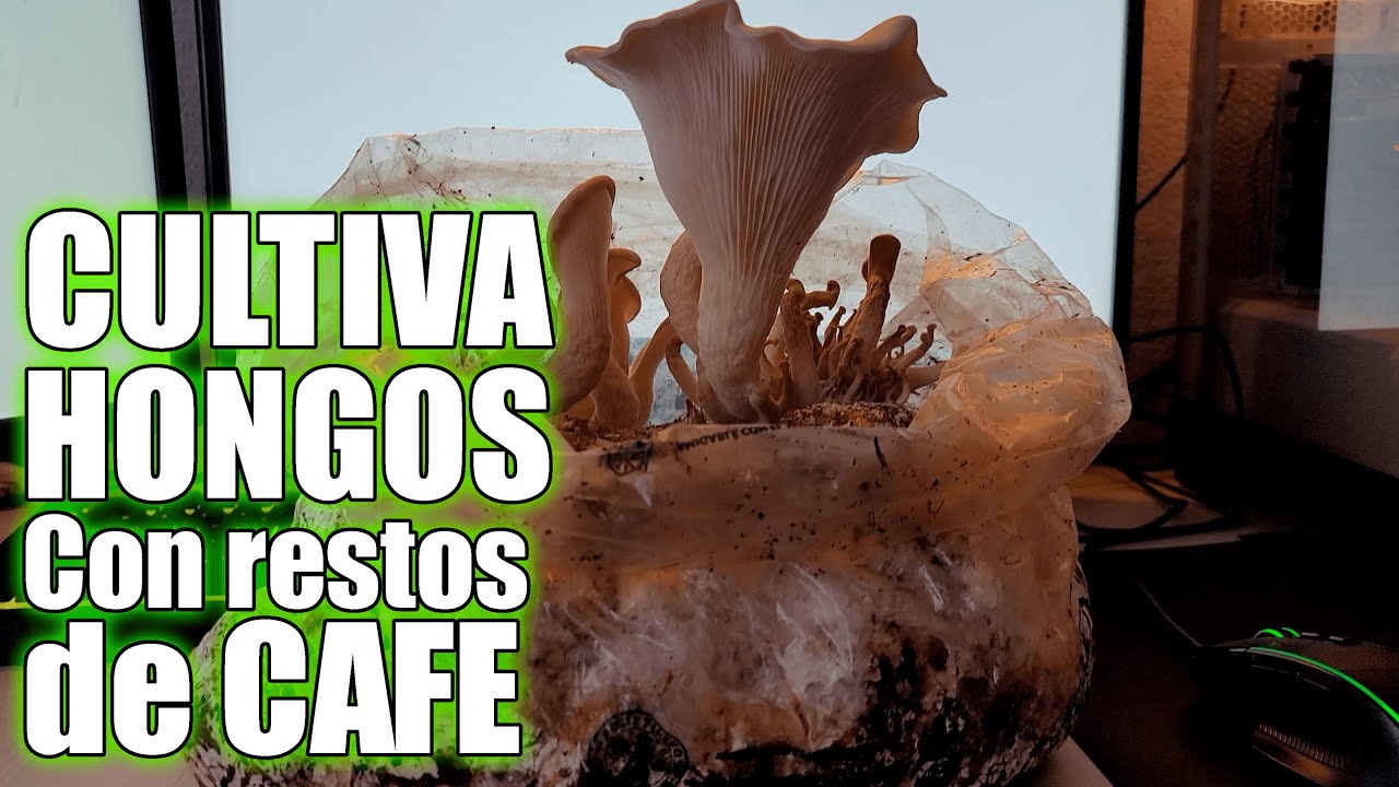 Como cultivar HONGOS a partir de RESTOS DE CAFE y podas de MAIZ || Bananafabric